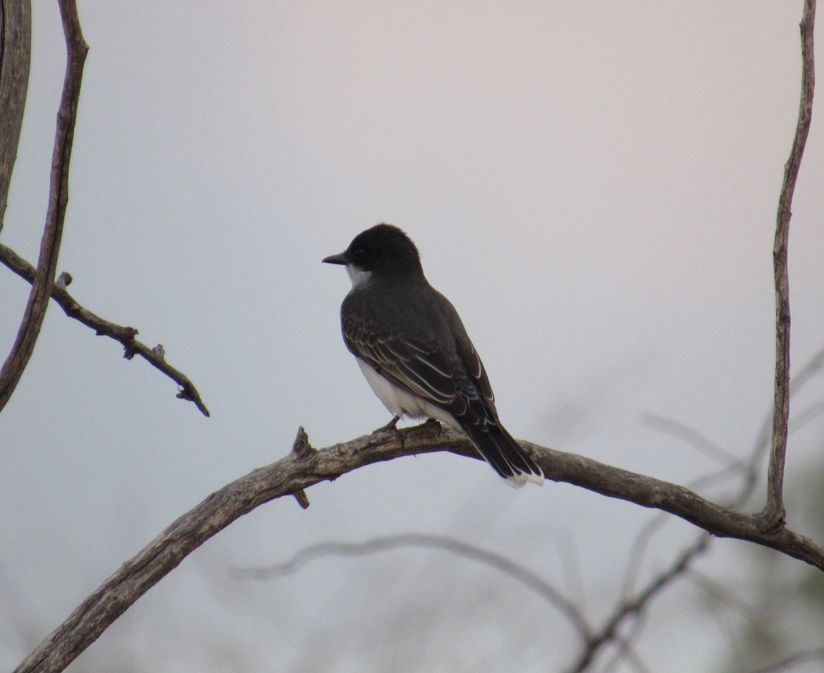 Eastern Kingbird - ML337998201