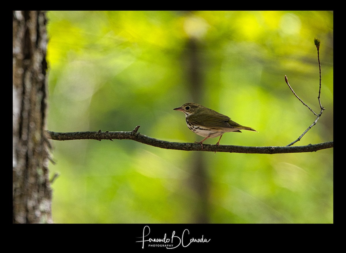 Ovenbird - ML337998511