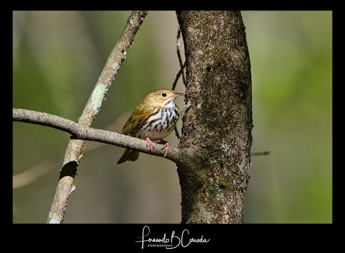 Ovenbird - ML337998521