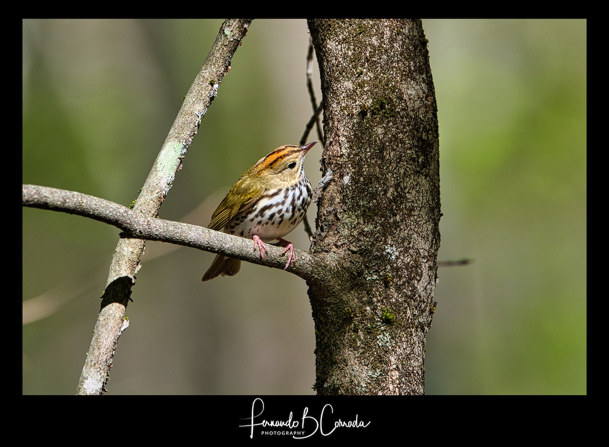 Ovenbird - ML337998531