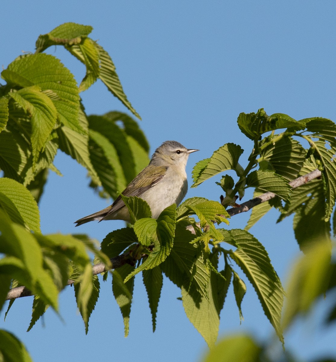 Tennessee Warbler - ML337998981