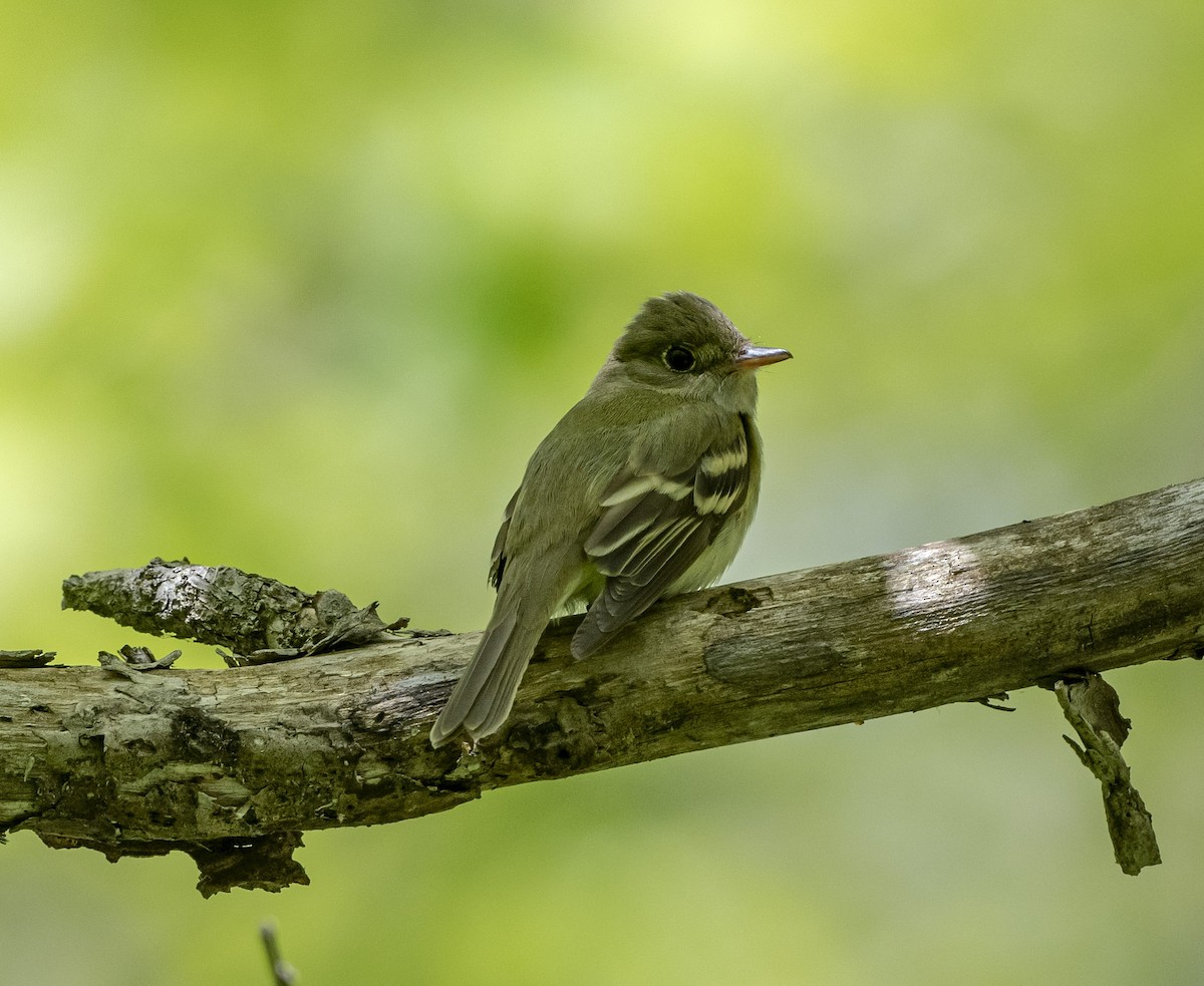 Acadian Flycatcher - John Longhenry