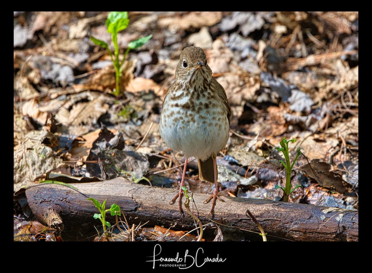 Hermit Thrush - ML337999111