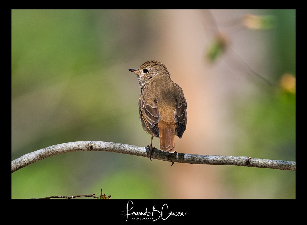 Hermit Thrush - ML337999121