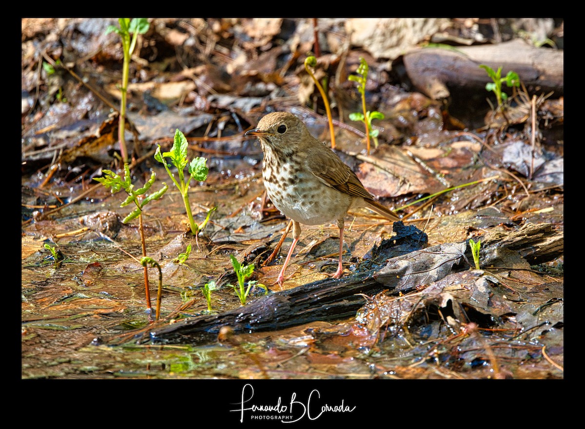 Hermit Thrush - ML337999131