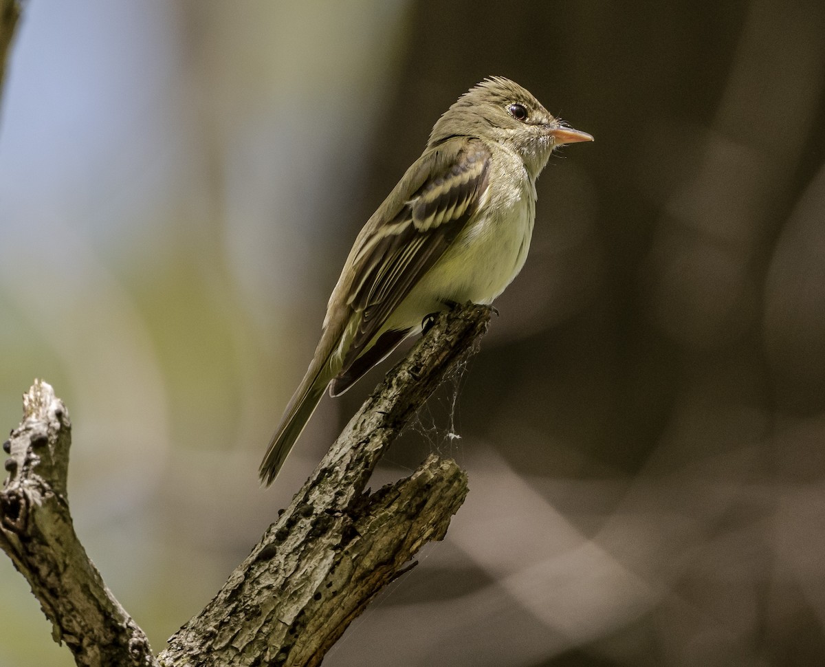 Acadian Flycatcher - ML337999201