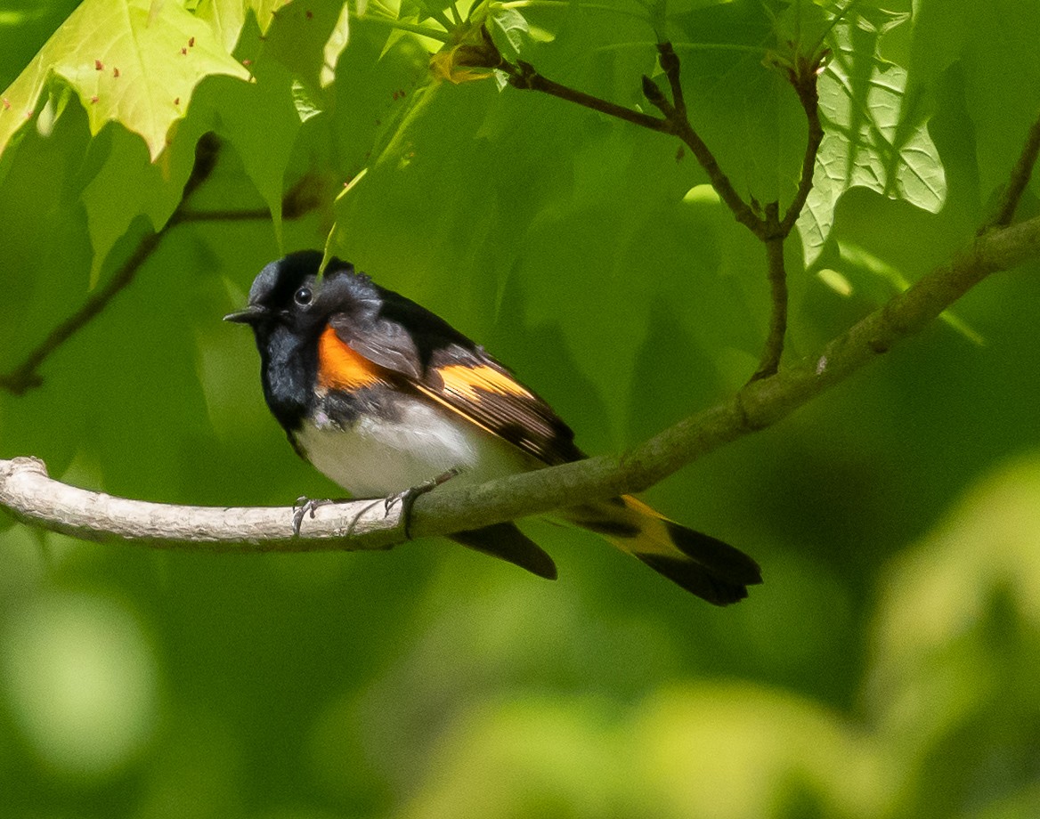 American Redstart - kara mason