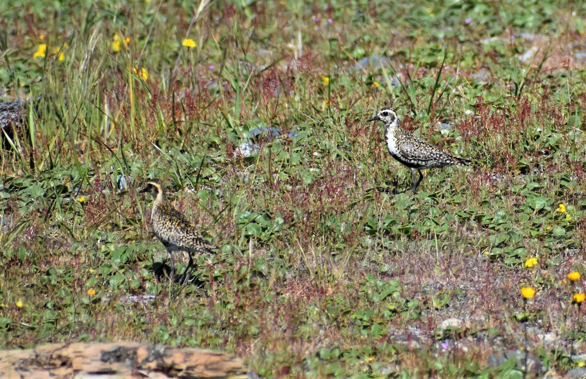 Pacific Golden-Plover - ML338005771