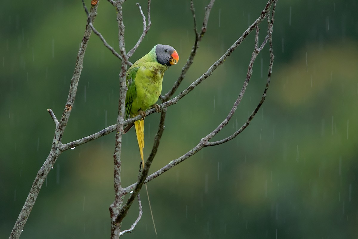 Gray-headed Parakeet - ML338006491