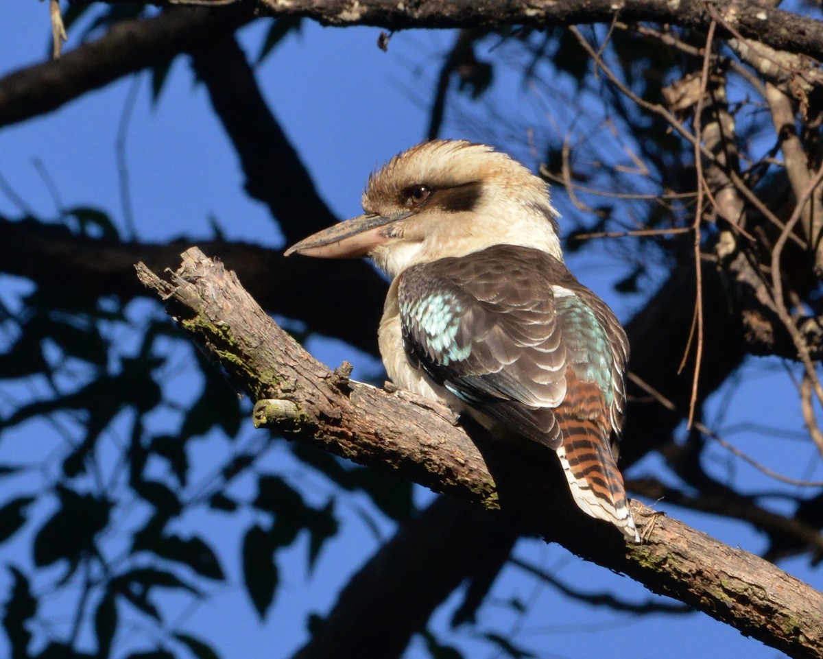 Laughing Kookaburra - ML338008951