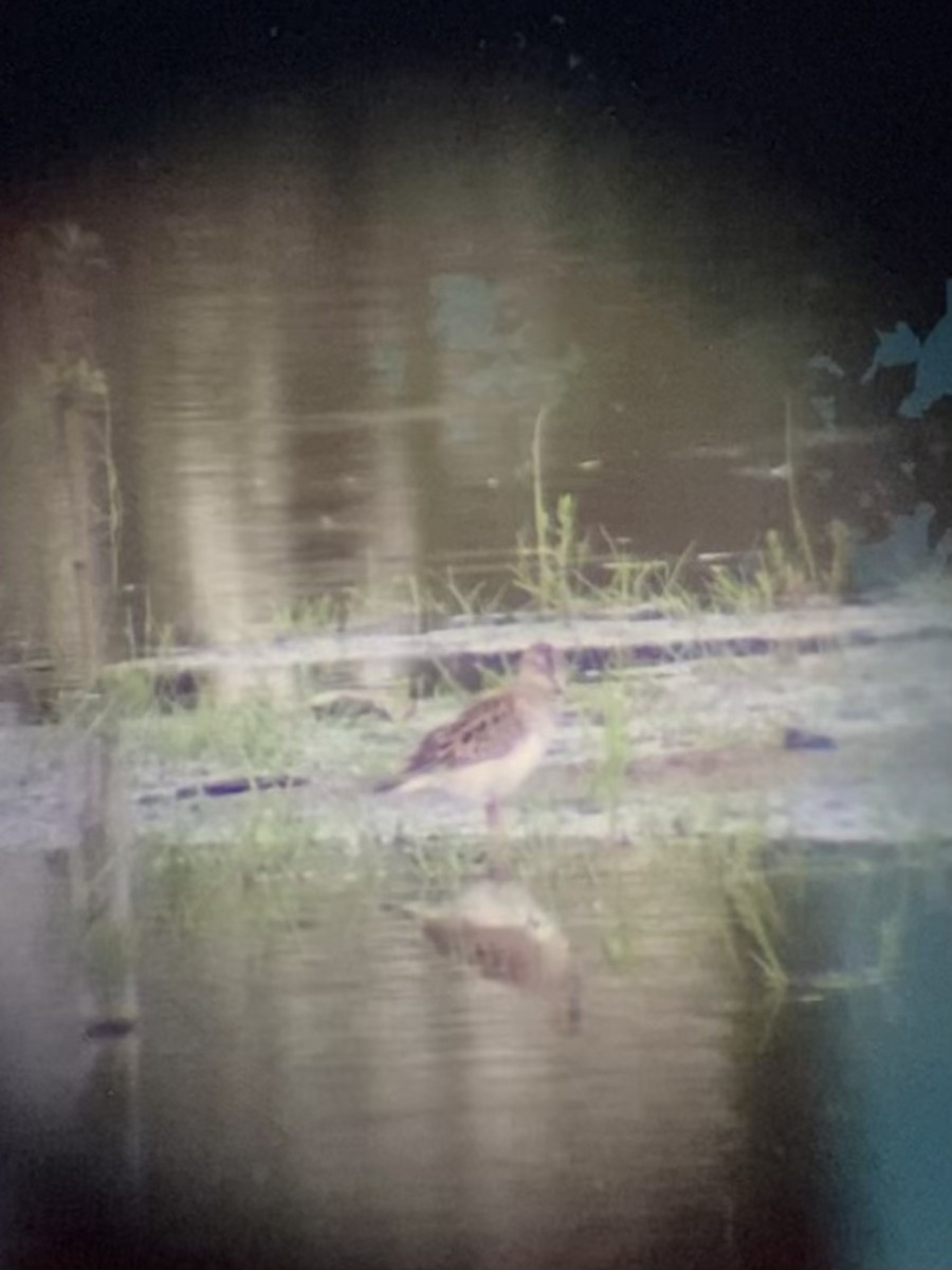 Pectoral Sandpiper - Meredith Garland