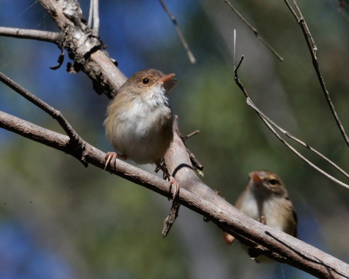 Red-backed Fairywren - ML338009011