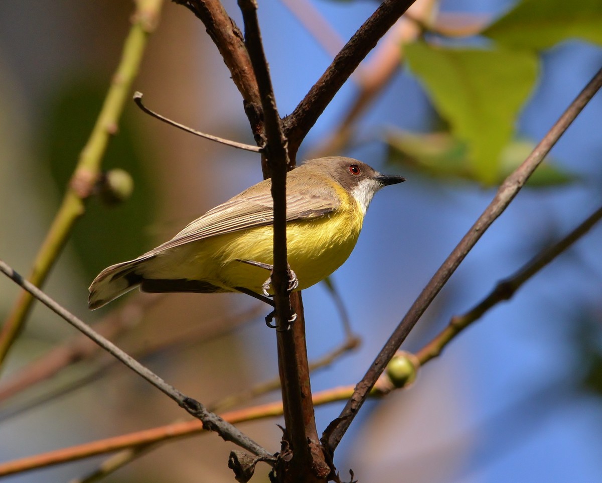 White-throated Gerygone - ML338009041