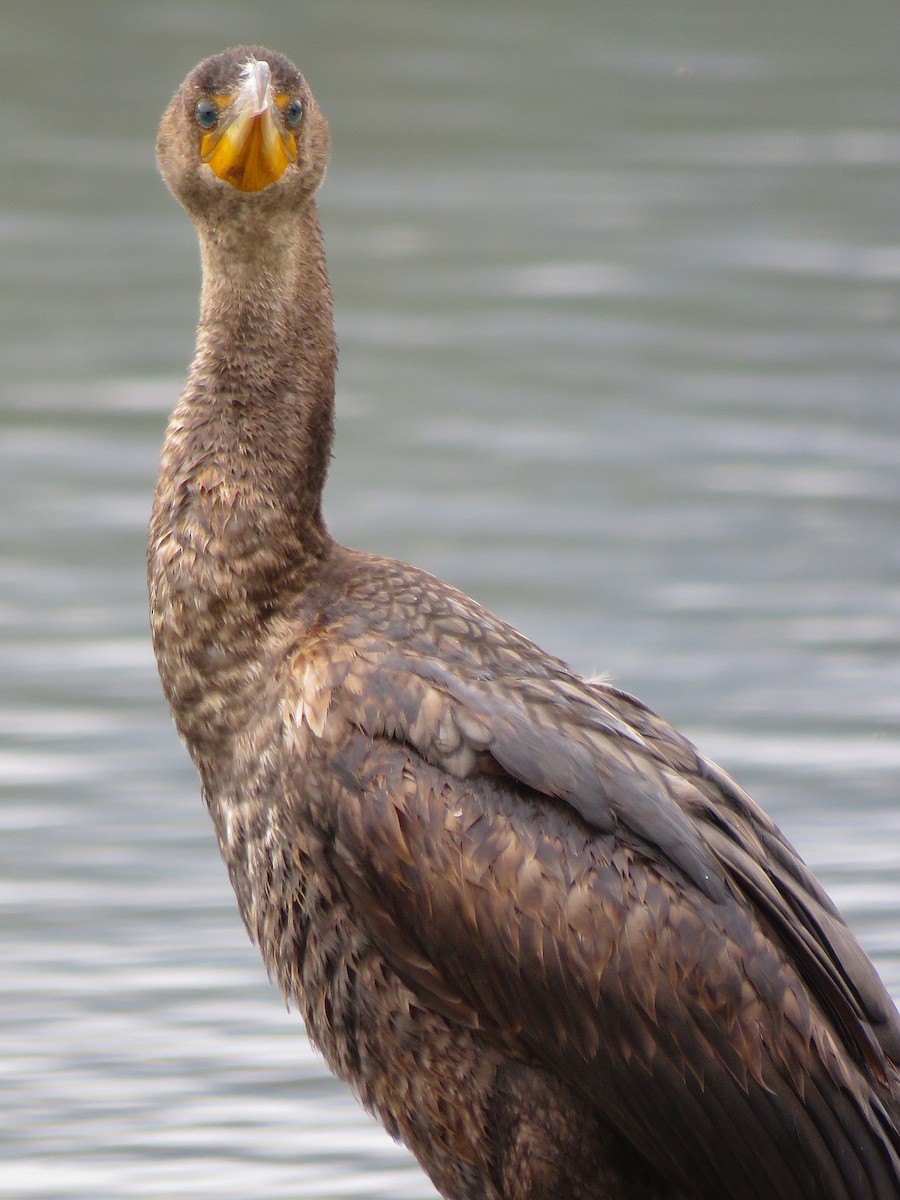 Double-crested Cormorant - Annika Andersson