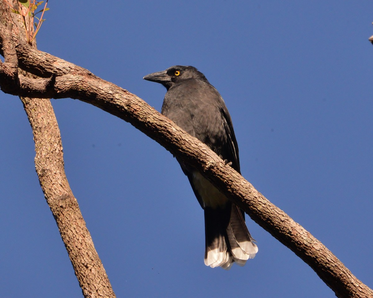 Pied Currawong - ML338009371