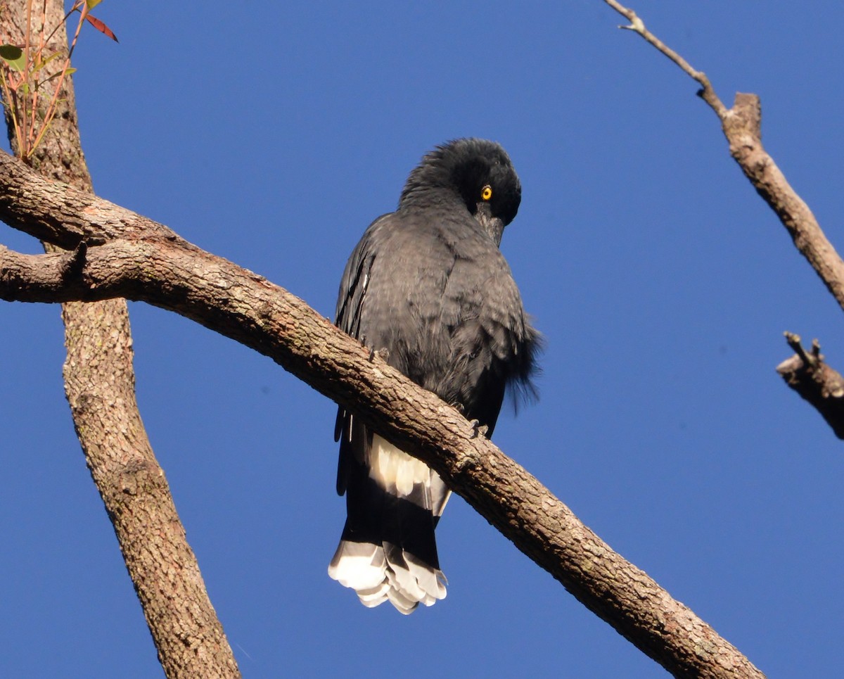Pied Currawong - ML338009471