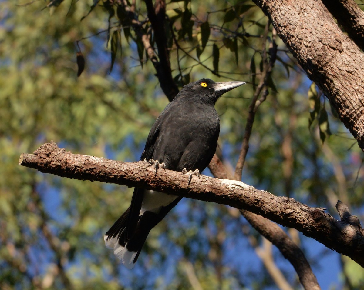 Pied Currawong - ML338009481