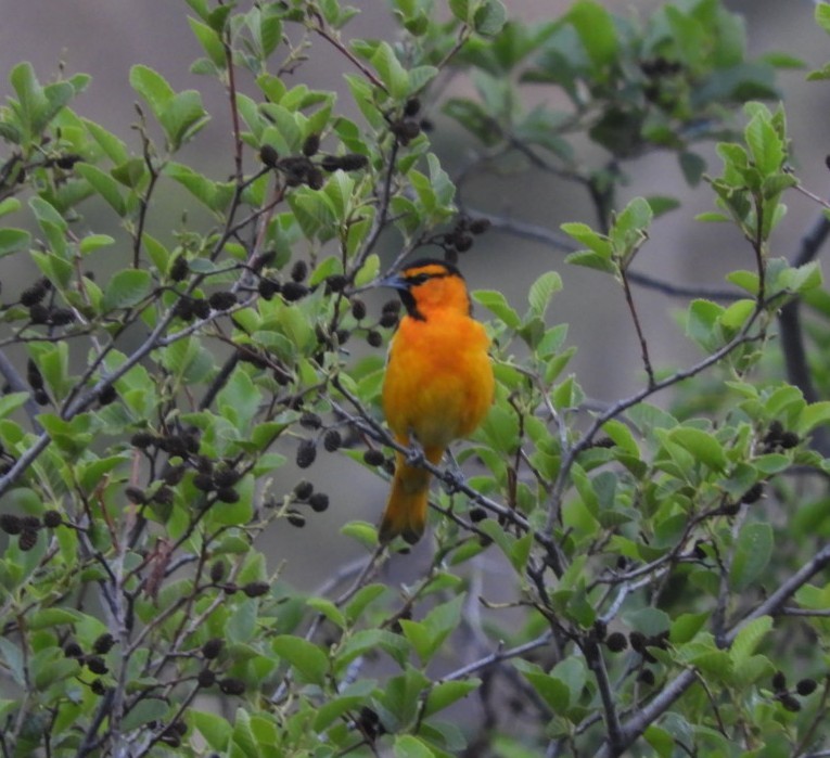 Bullock's Oriole - ML338010731