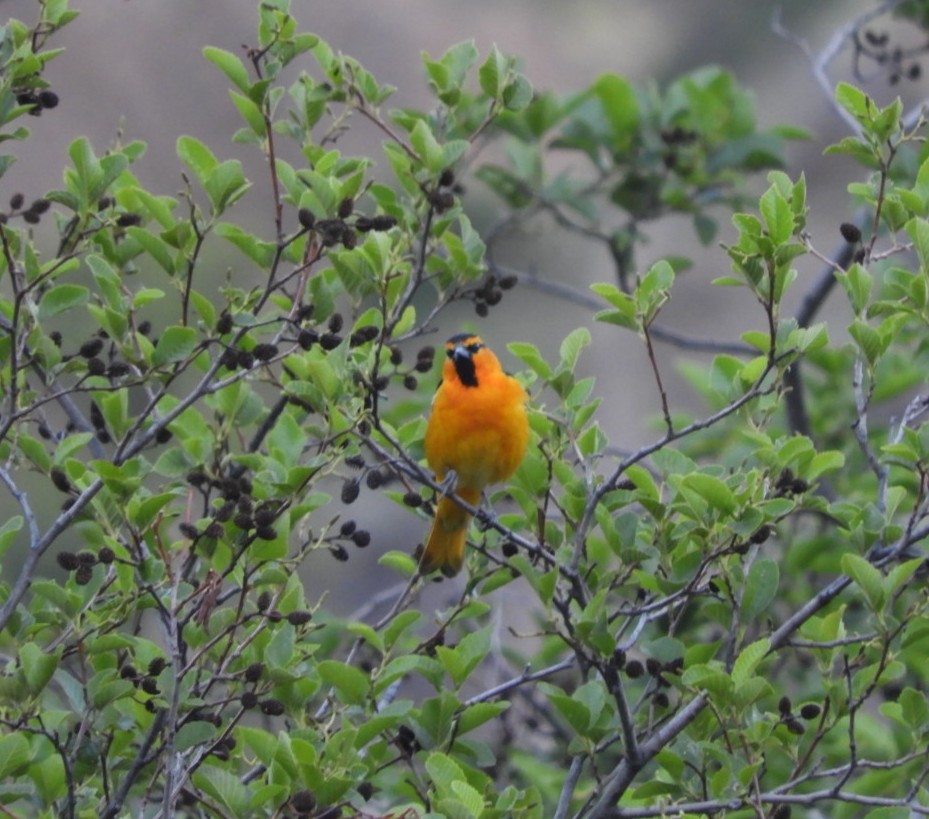 Bullock's Oriole - ML338010741