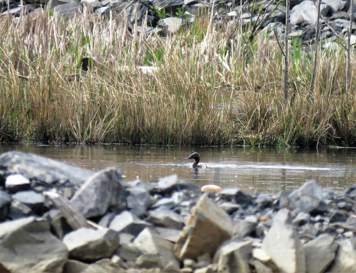 Canvasback - ML338011031