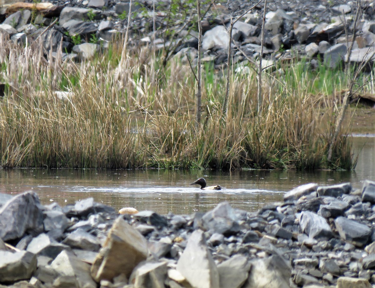 Canvasback - ML338011041