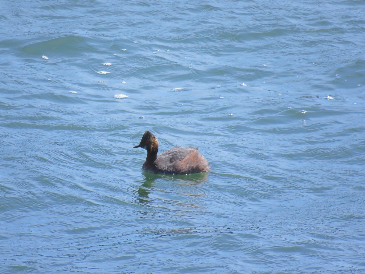 Eared Grebe - ML338011671