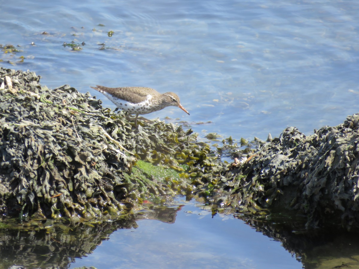 Spotted Sandpiper - Annika Andersson