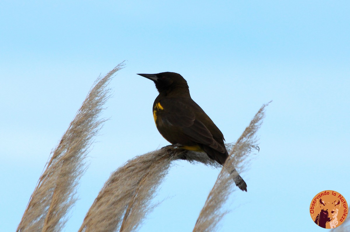 Brown-and-yellow Marshbird - Nahuel Melisa Aguirre Gago