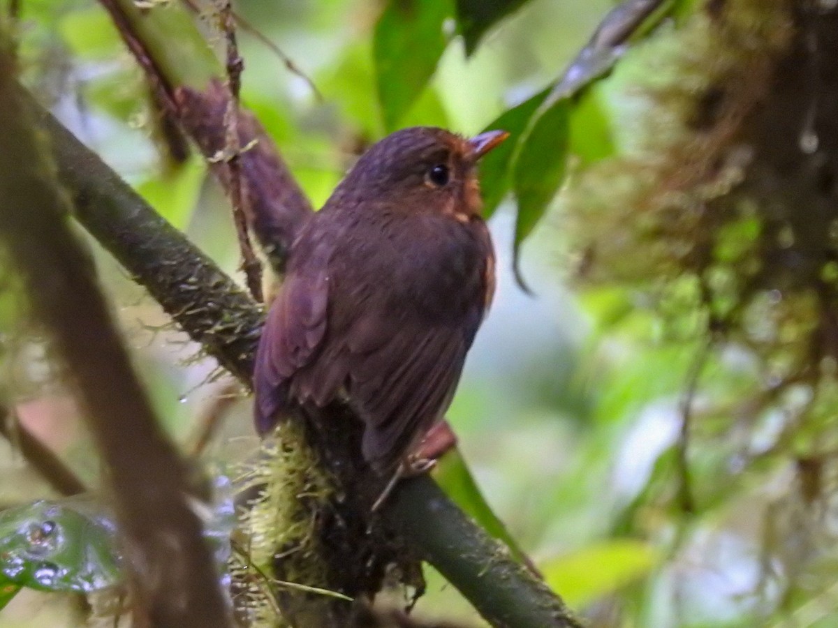 Ochre-breasted Antpitta - ML338015081