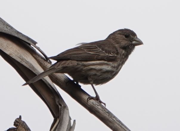 House Finch - ML338015141