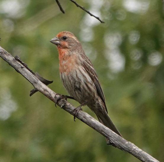 House Finch - ML338015151