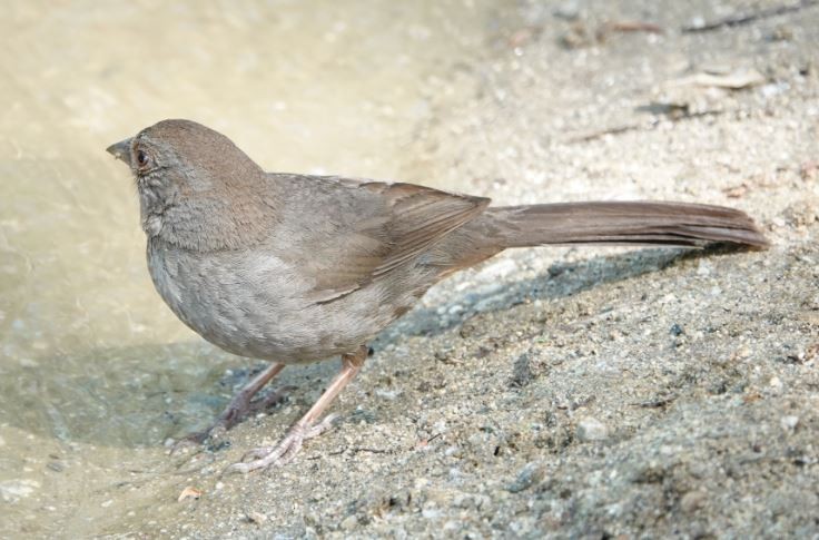 California Towhee - ML338015191