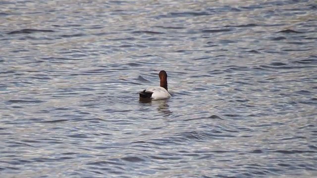 Canvasback - ML338015561