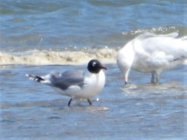 Franklin's Gull - ML338016291