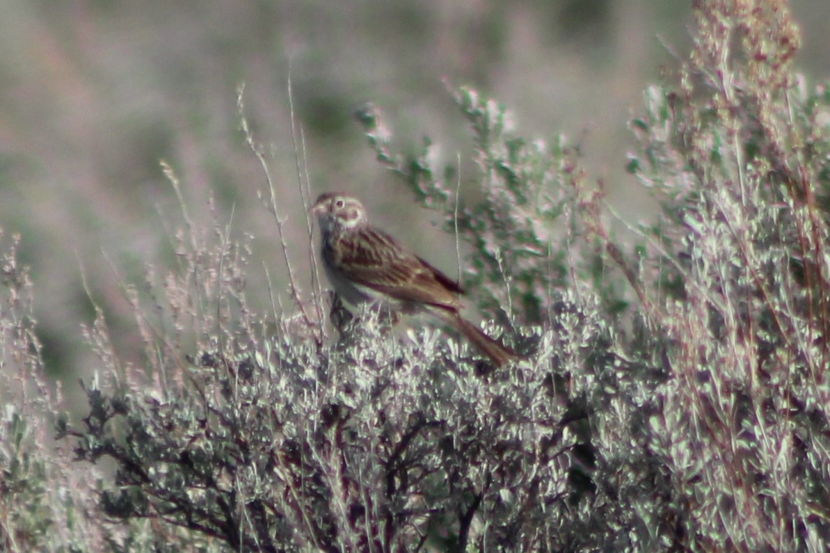 Vesper Sparrow - ML338017401