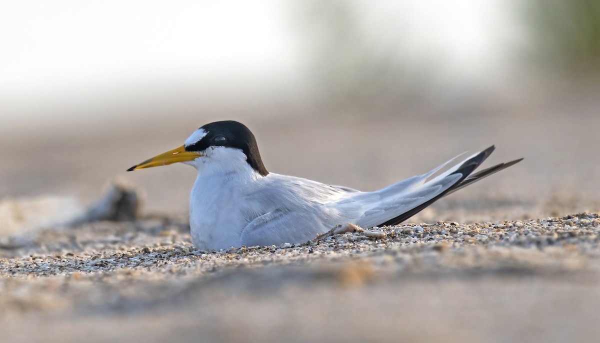 Saunders's Tern - ML338019311