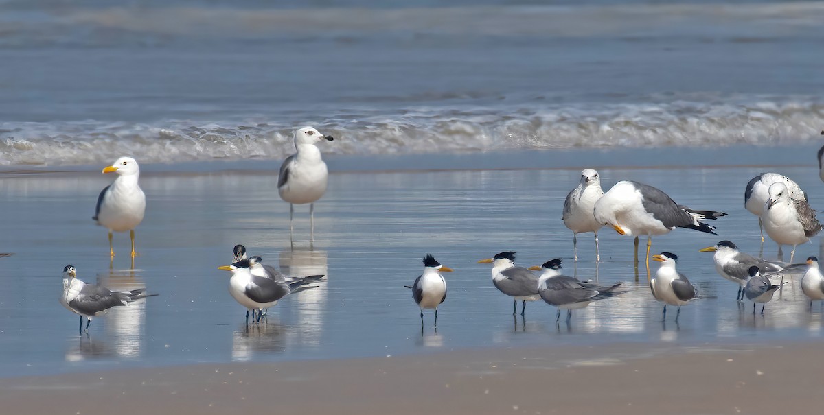 Great Crested Tern - ML338019411