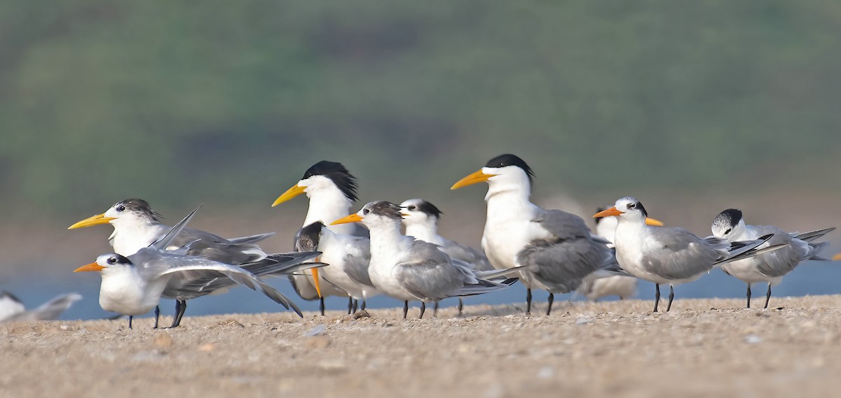 Great Crested Tern - ML338019441