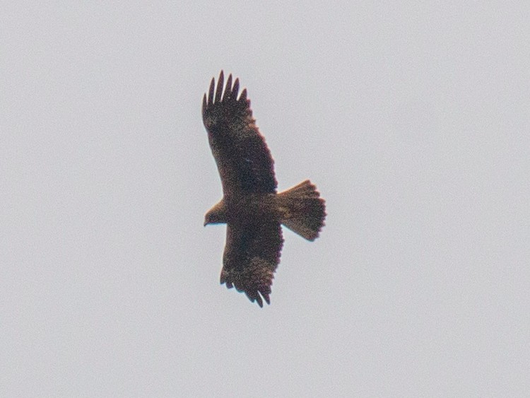 Booted Eagle - ML338019761