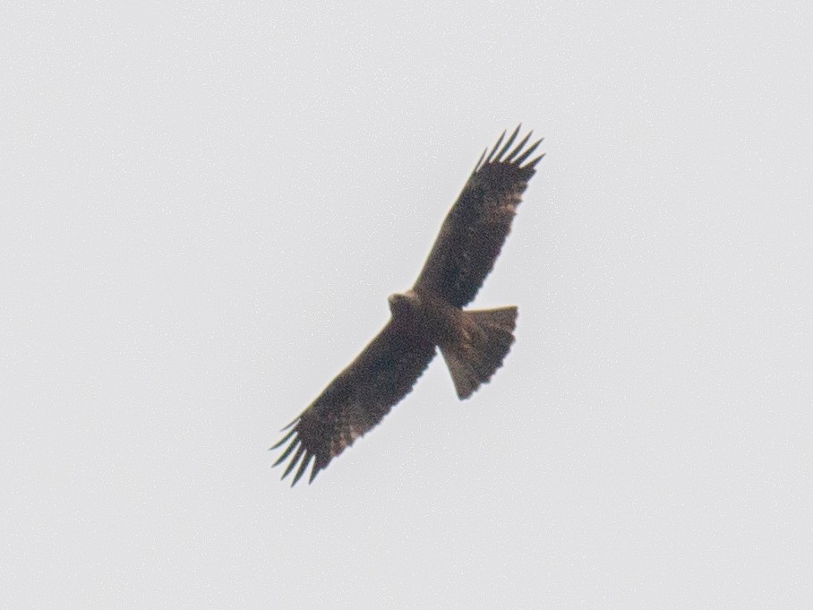 Booted Eagle - ML338019771