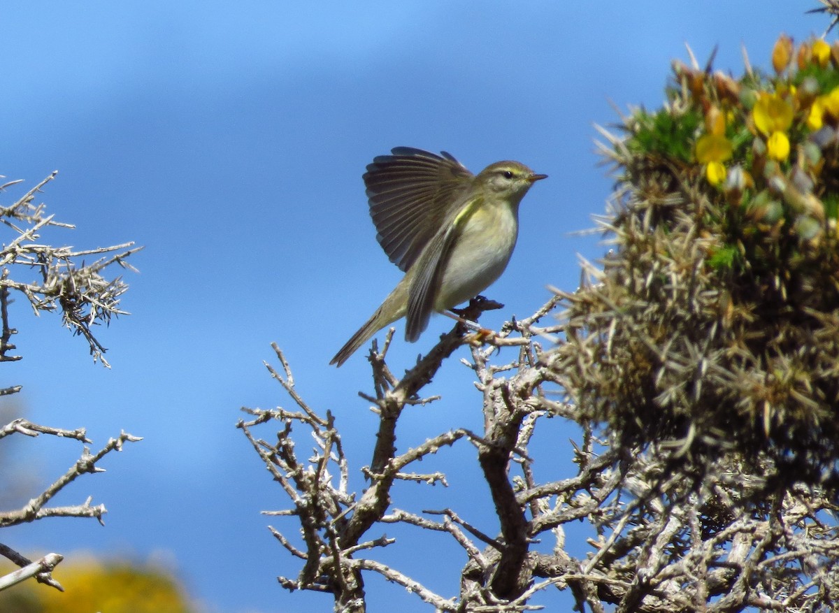 Common Chiffchaff - ML338021591