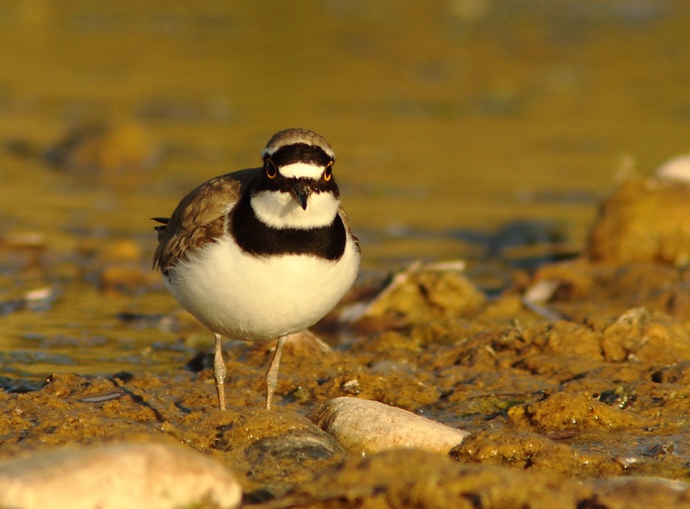 Little Ringed Plover - ML338022421