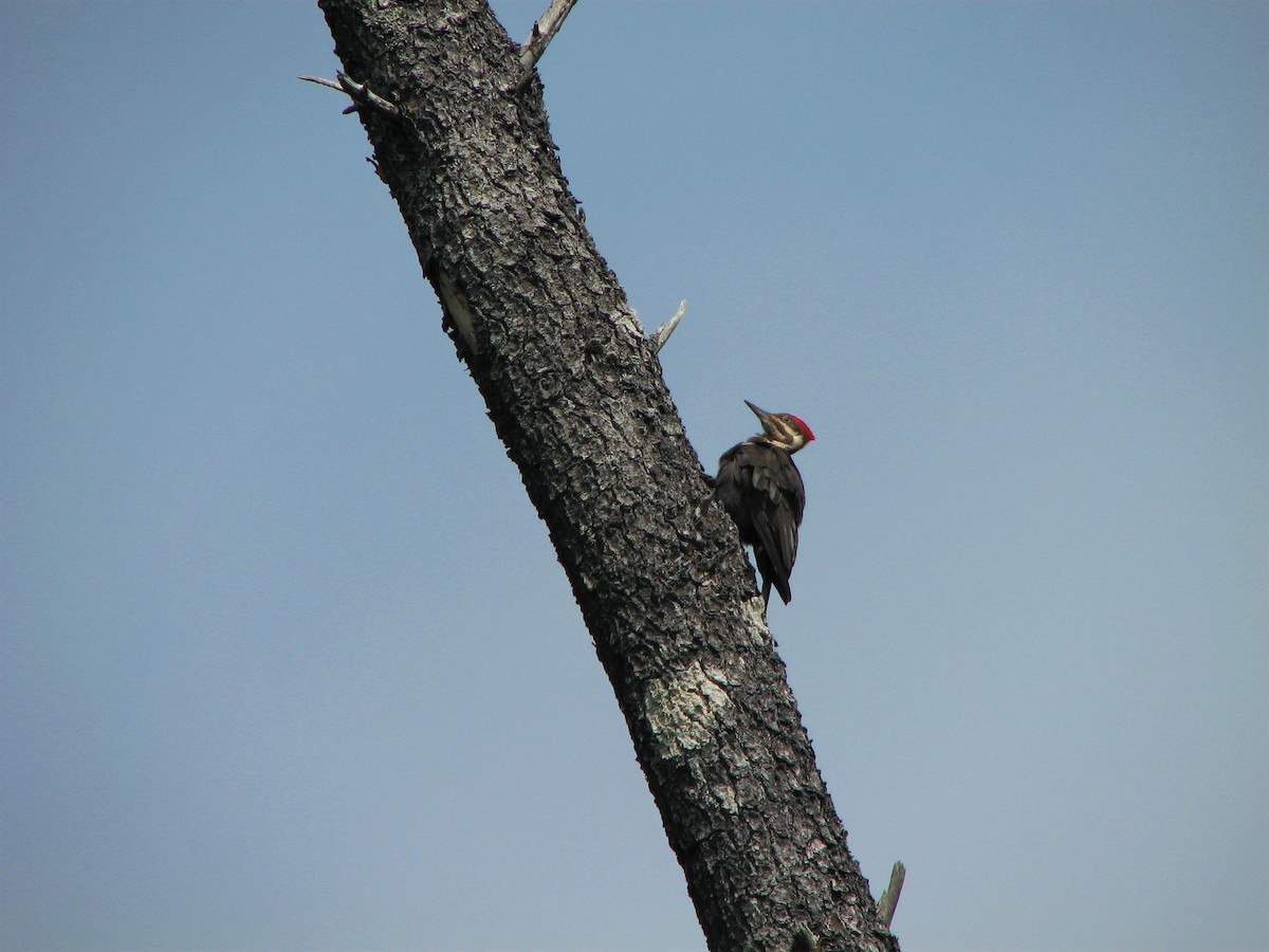 Pileated Woodpecker - ML338022521