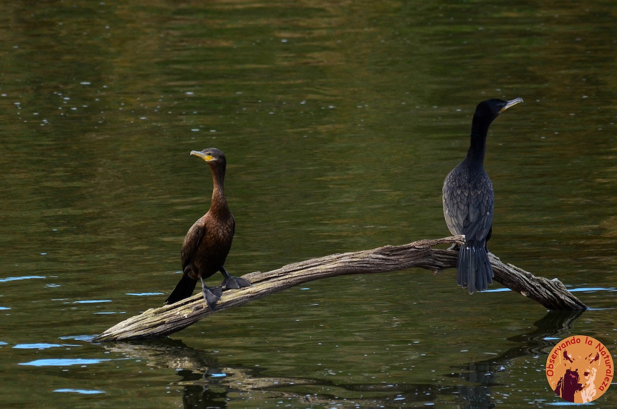 Cormoran vigua - ML33802311