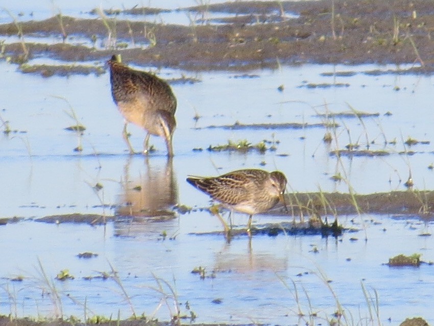 Bécasseau à poitrine cendrée - ML33802401