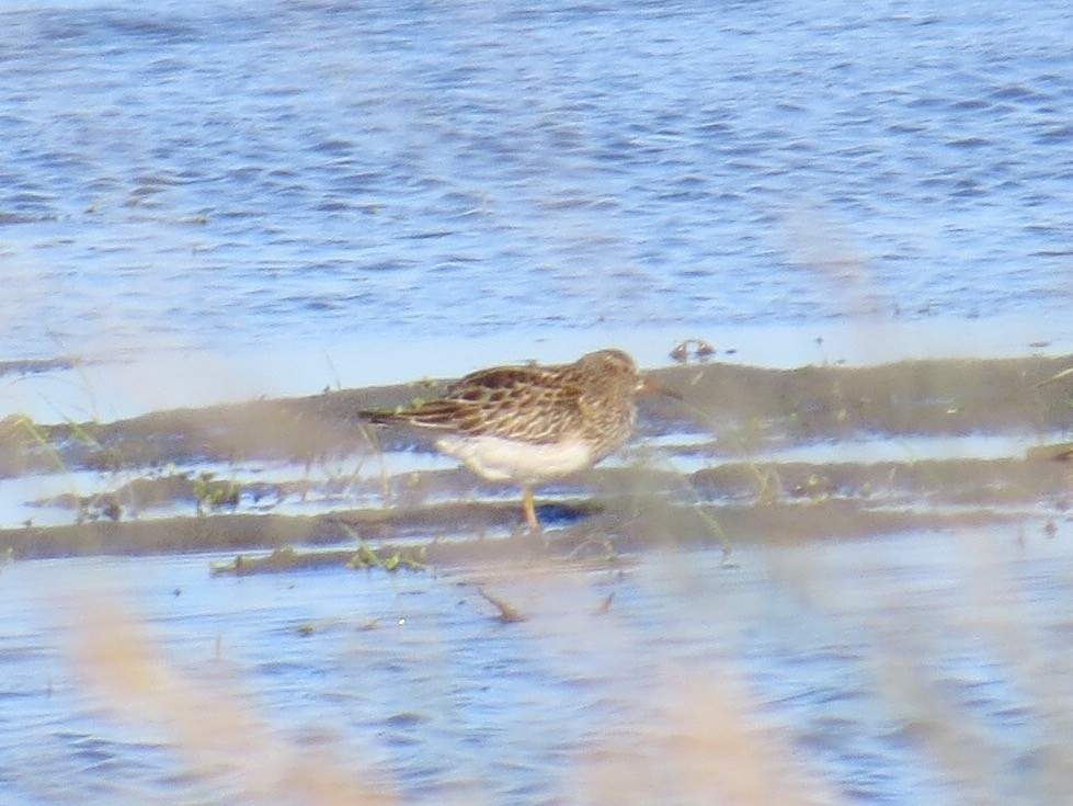 Bécasseau à poitrine cendrée - ML33802411