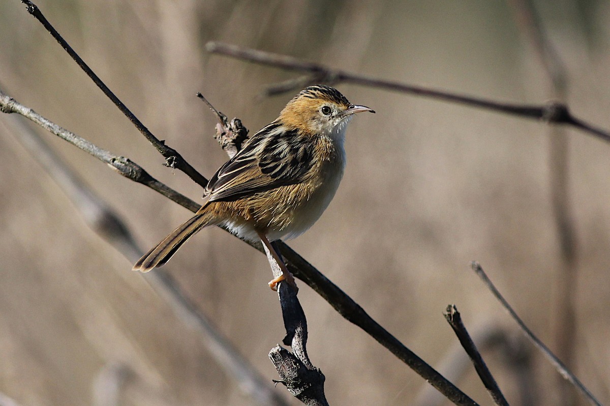 Golden-headed Cisticola - ML338024291