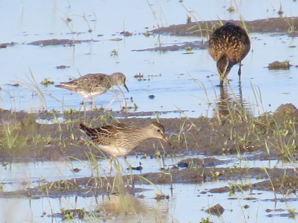 Bécasseau à poitrine cendrée - ML33802431