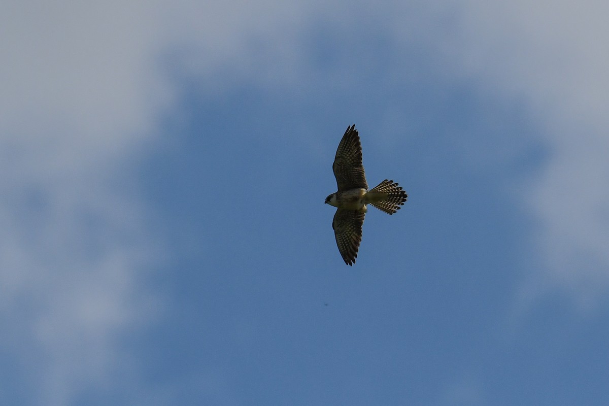 Red-footed Falcon - Maryse Neukomm