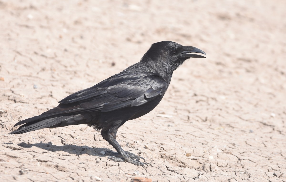 Chihuahuan Raven - Christopher Lindsey